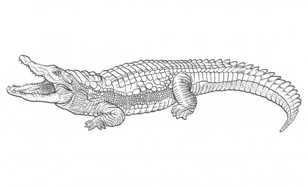 Online coloring book: Coloring big hunting alligator